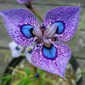 Meet your Posher, Martha