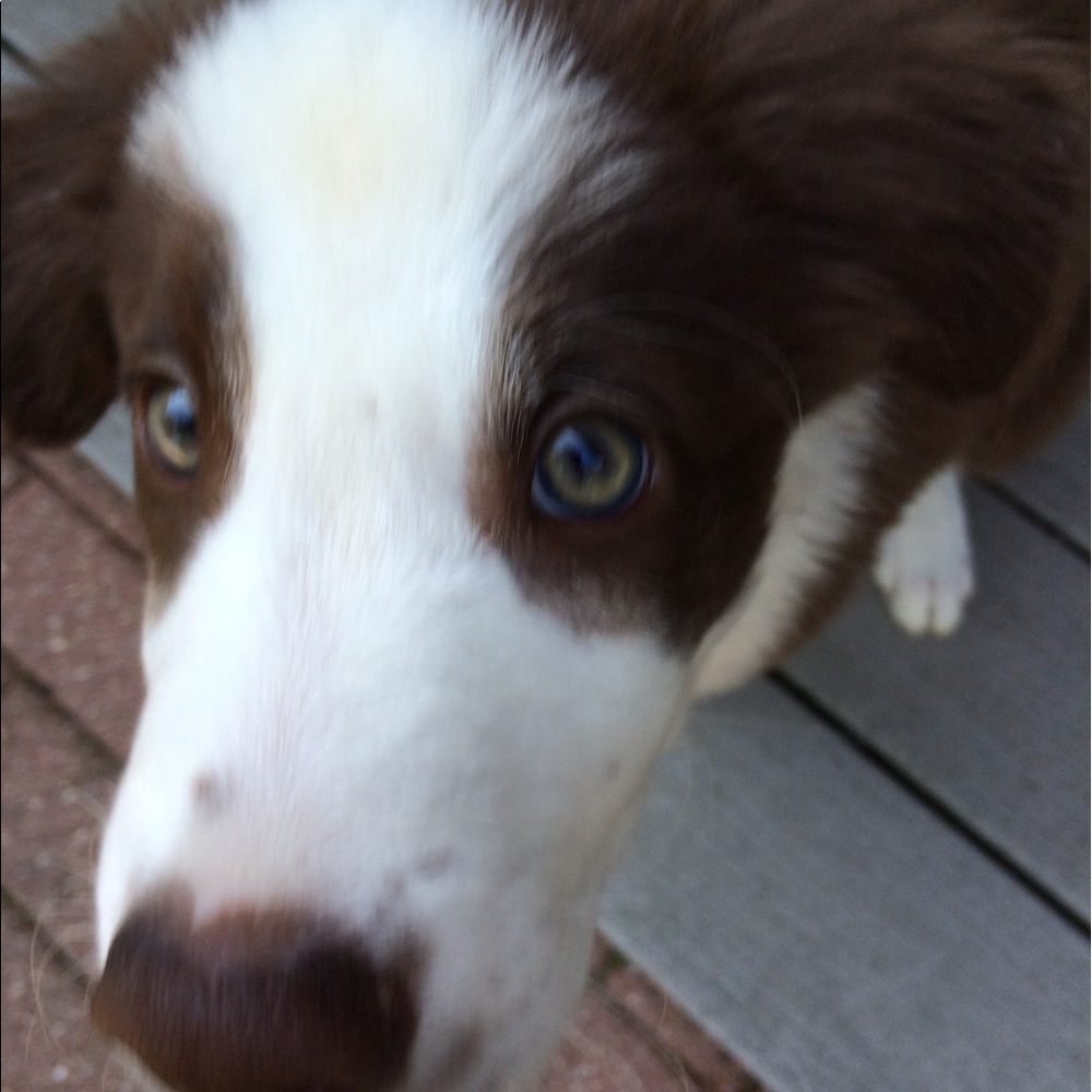 Meet your Posher, Monica