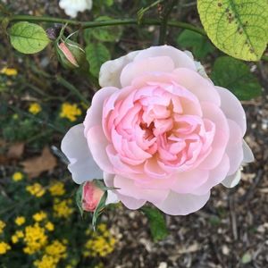 Meet your Posher, Johanna