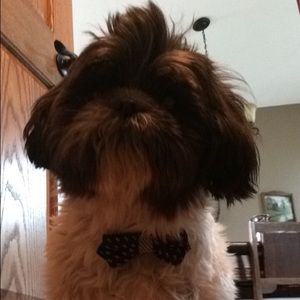 Meet your Posher, Mckenzie