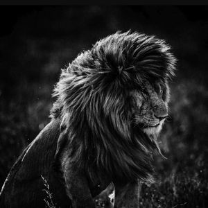 Meet your Posher, George