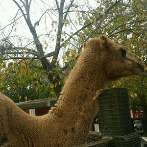 Meet your Posher, Angel