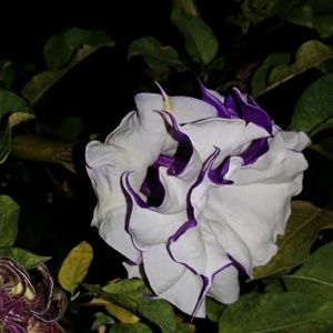 Meet your Posher, Lindi