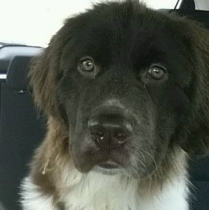 Meet your Posher, Zars