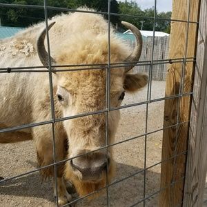 Meet your Posher, Bridget