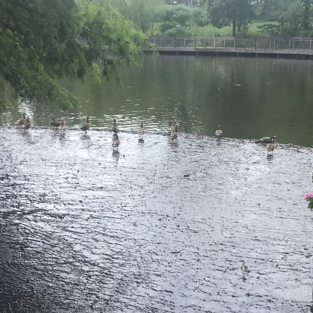 Meet your Posher, Sam