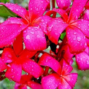 Meet your Posher, Maisy