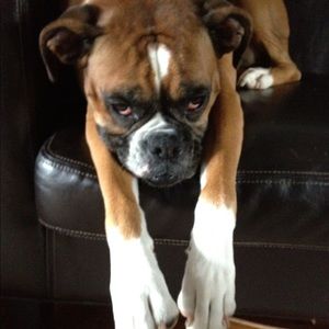 Meet your Posher, Casey