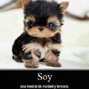 Meet your Posher, Eduardo