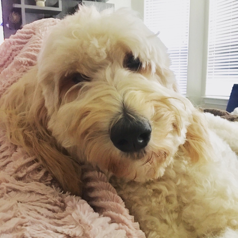 Meet your Posher, Vina