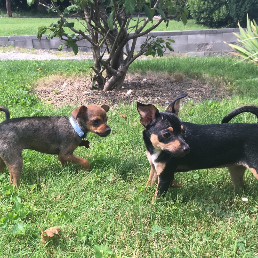 Meet your Posher, Grace