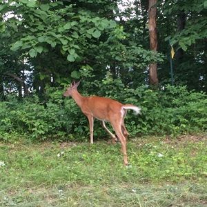 Meet your Posher, Molly