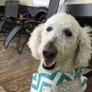 Meet your Posher, Robert