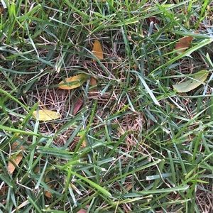 Meet your Posher, Norma