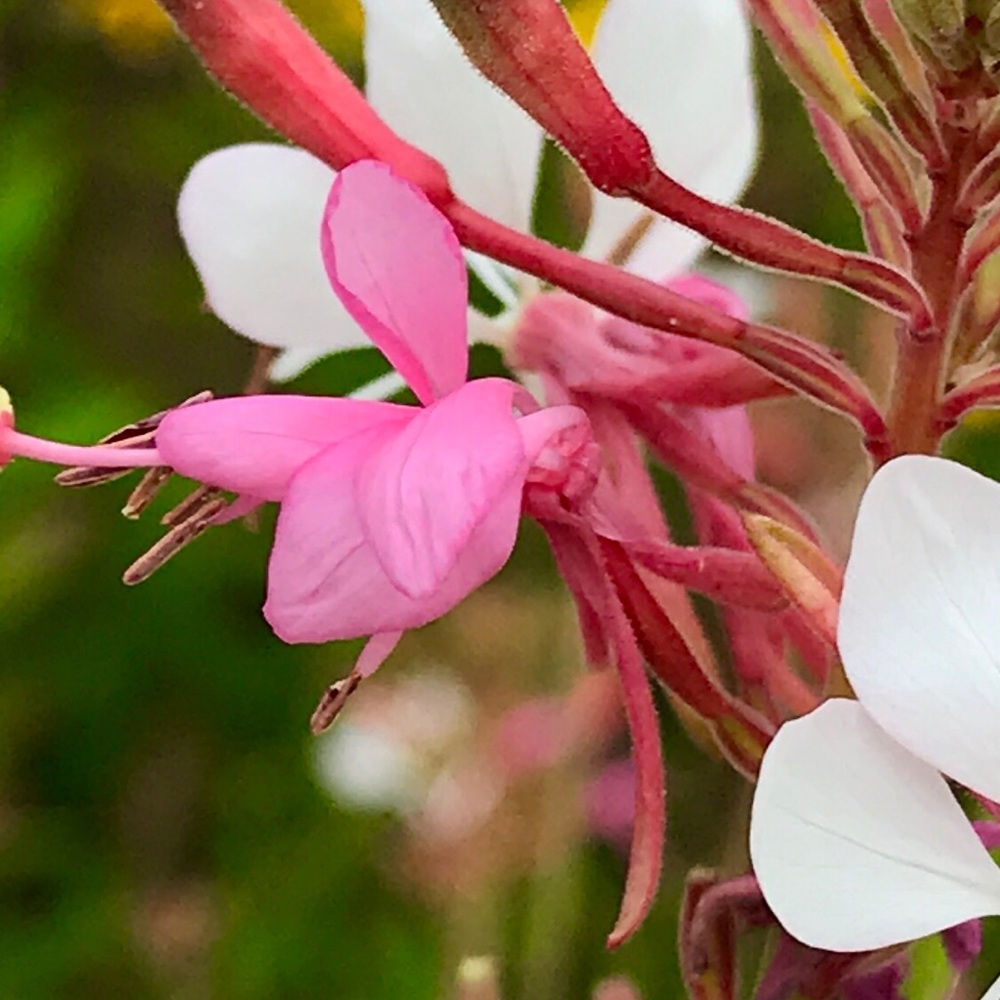 Meet your Posher, Justin