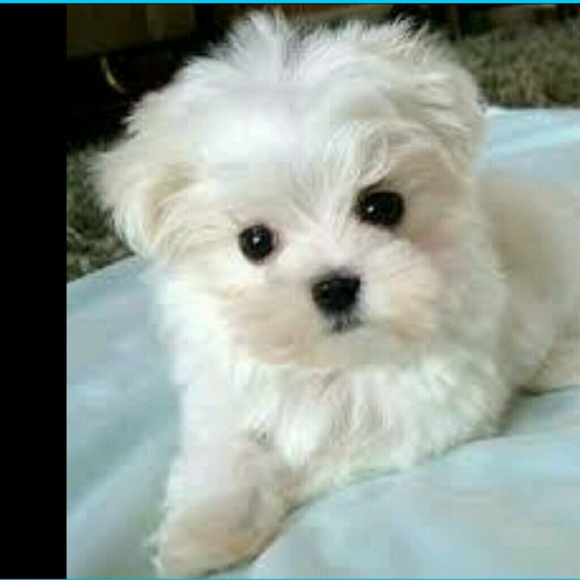 Meet your Posher, Maricel - Picture 1 of 1