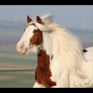 Meet your Posher, Monica