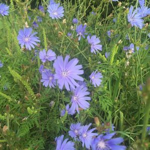 Meet your Posher, Yan