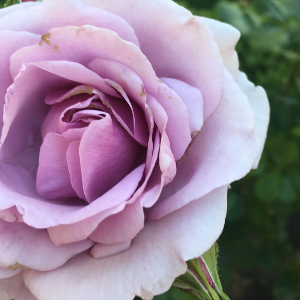 Meet your Posher, Becca