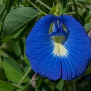 Meet your Posher, Camie