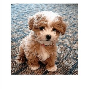 Meet your Posher, Kerrie