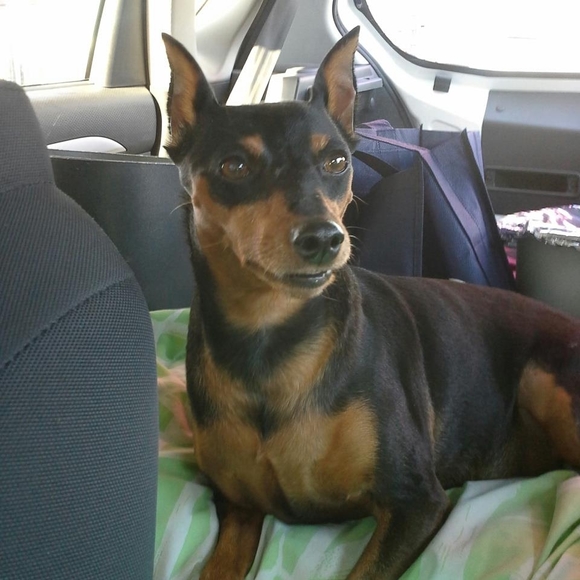 Meet your Posher, Michelle - Picture 1 of 1