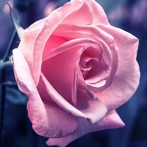 Meet your Posher, Irina