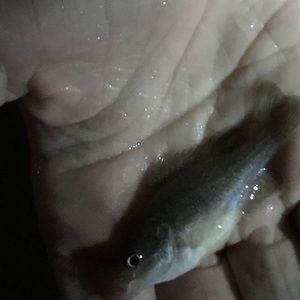 Meet your Posher, Jackson