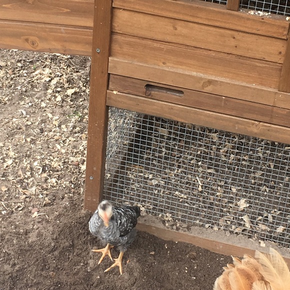 Meet your Posher, Danielle - Picture 1 of 1