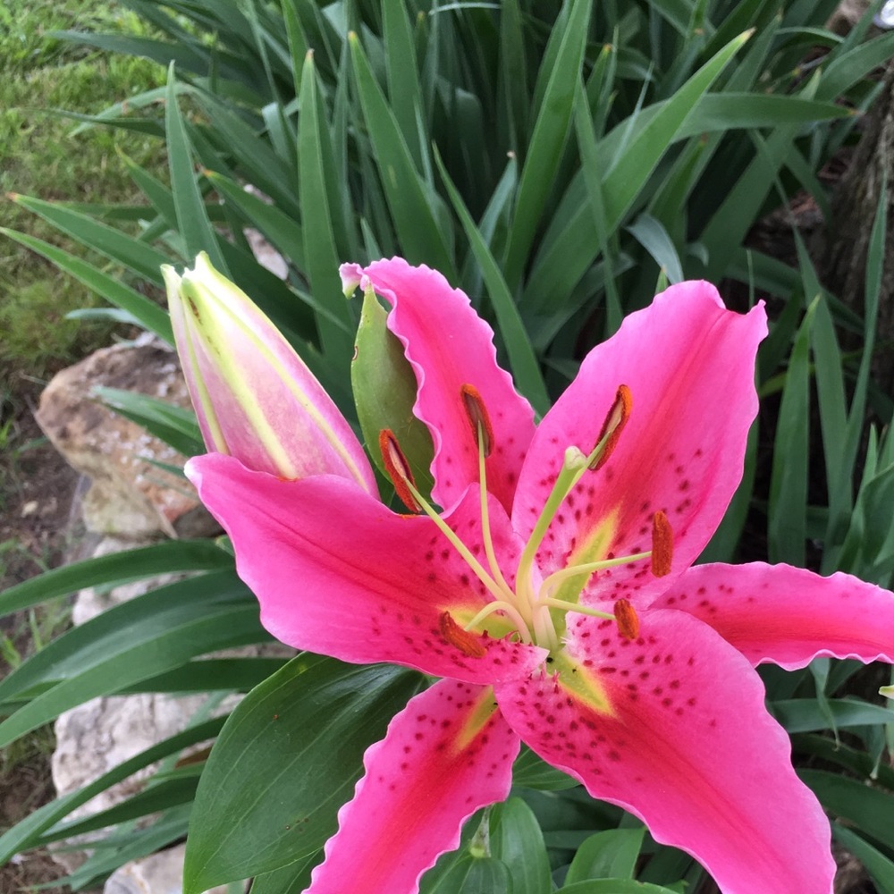 Meet your Posher, Laura