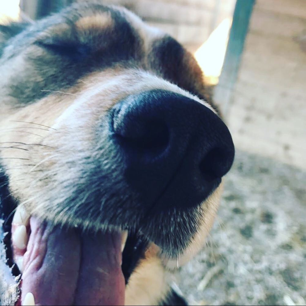 Meet your Posher, Cassady