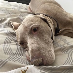 Meet your Posher, Ava