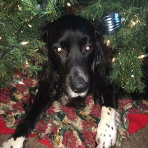 Meet your Posher, Robin