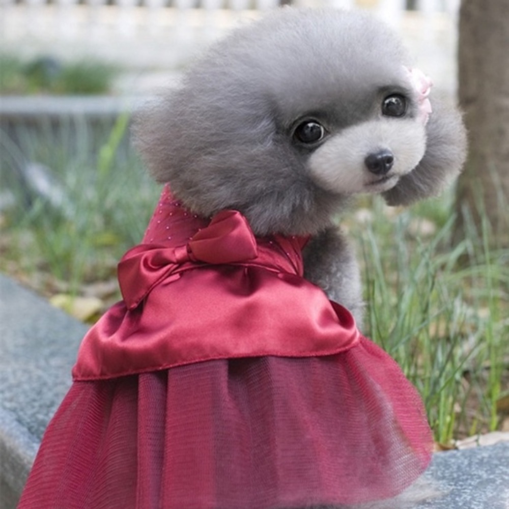 Dog or cat dress medium