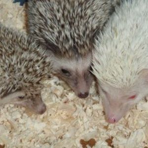 Meet your Posher, Morgan