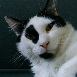 Meet your Posher, Shelby