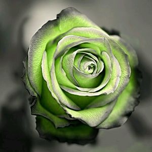 Meet your Posher, Sonya