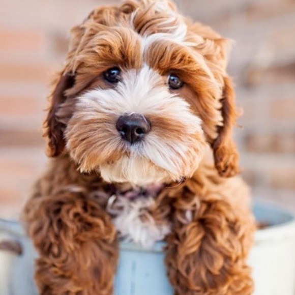 Meet your Posher, Tawonna - Picture 1 of 1