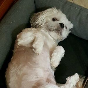 Meet your Posher, Hemchander