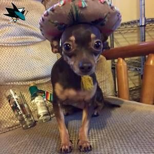 Meet your Posher, Roger