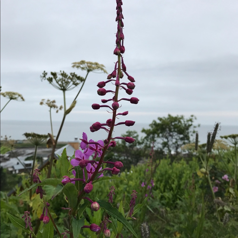Meet your Posher, Anne