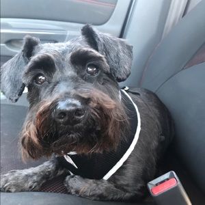 Meet your Posher, Samantha