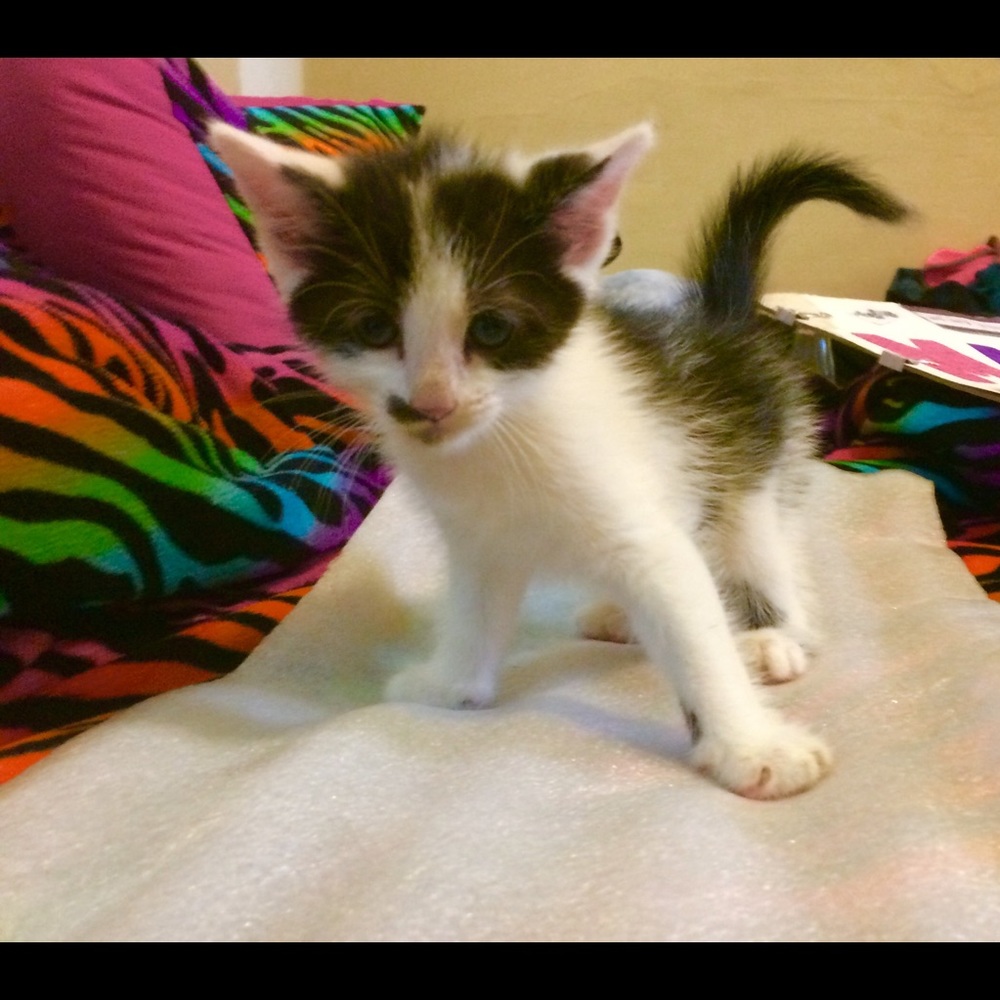 Meet your Posher, Makayla