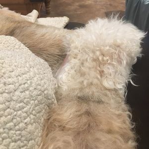 Meet your Posher, Leslie