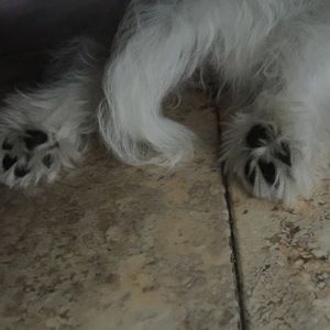 Meet your Posher, Susana