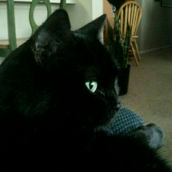 Meet your Posher, Victoria 2 Cats! - Picture 5 of 6