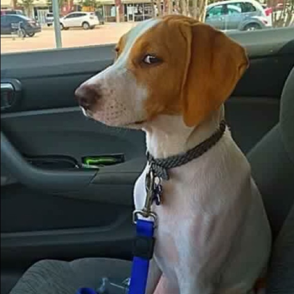 Meet your Posher, Rodney