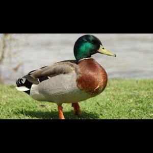 Meet your Posher, Jamal