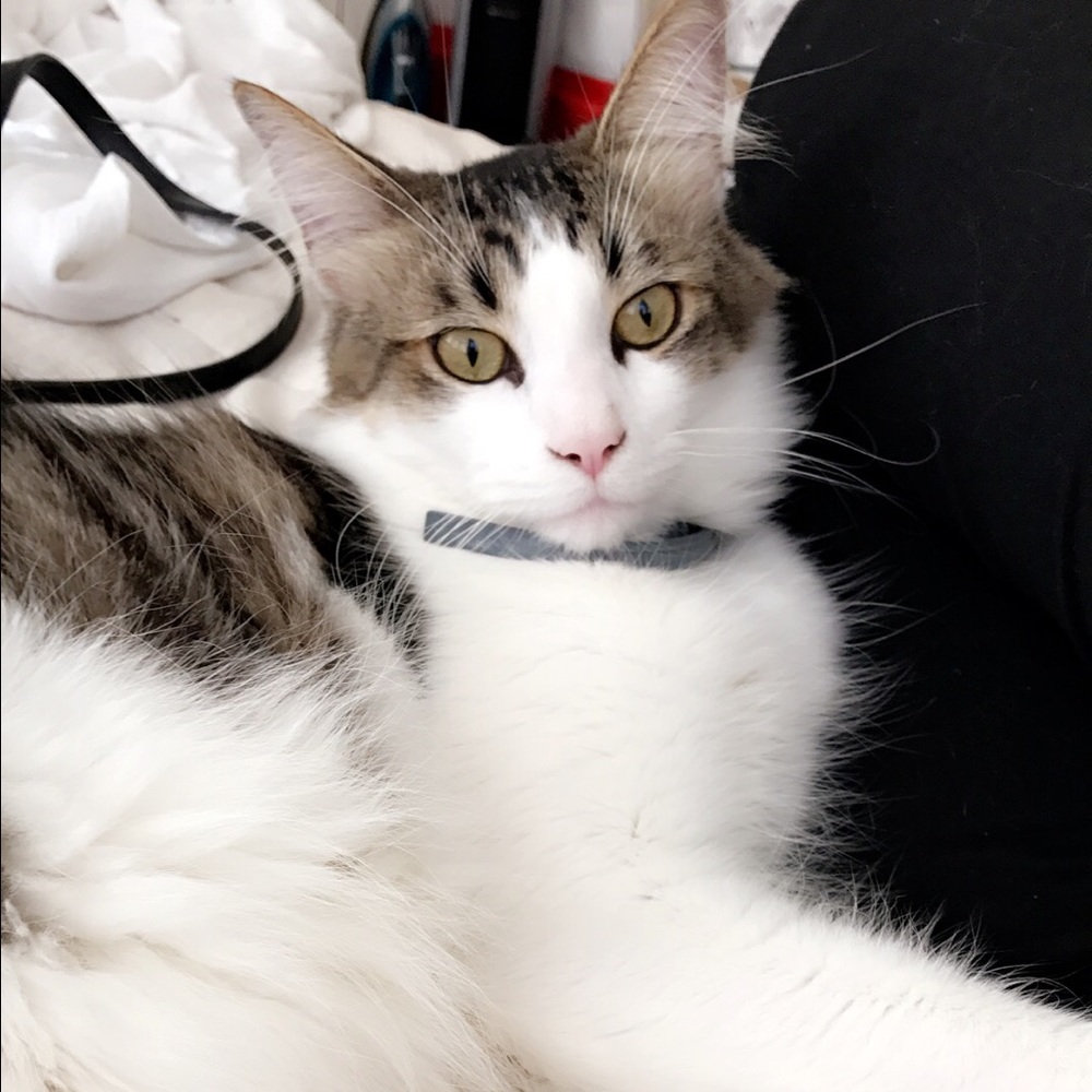 Meet your Posher, Daisy