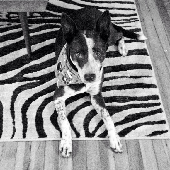 Meet your Posher, Lucy - Picture 14 of 15